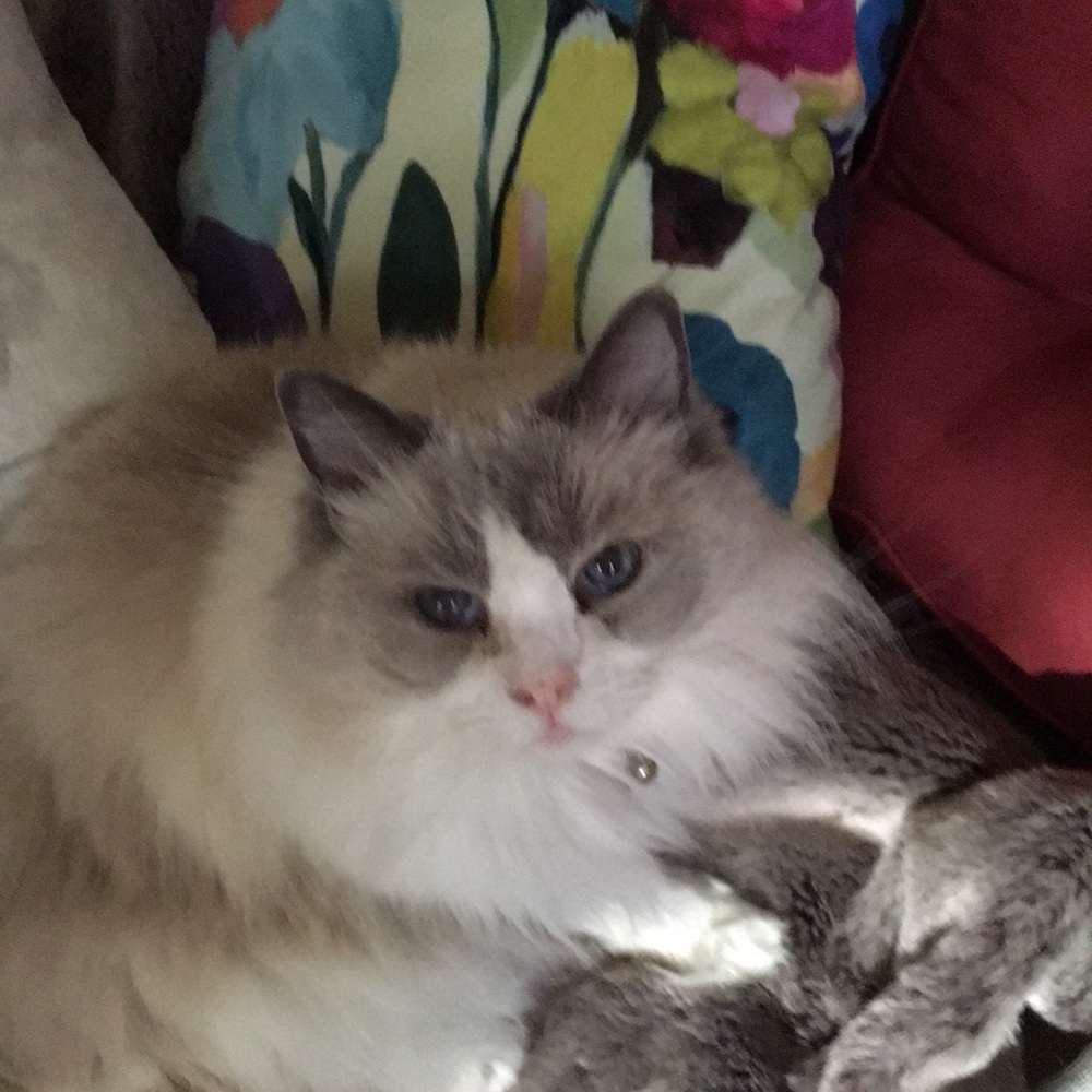 Meet your Posher, Anita